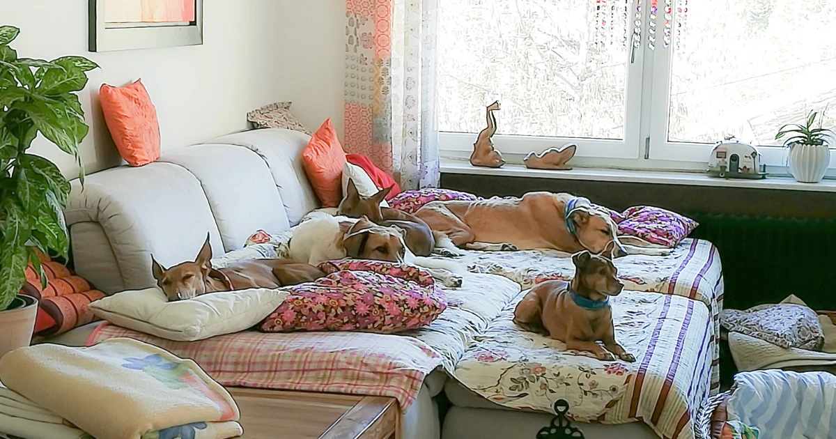Hundevermittlung im Tierschutz